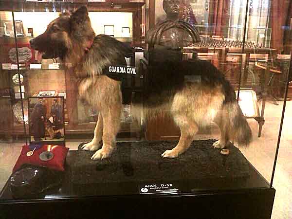Ajax, perro de la Guardia Civil disecado.