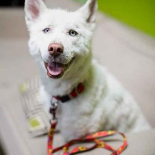 Perro rescatado en un vertedero de Estados Unidos.