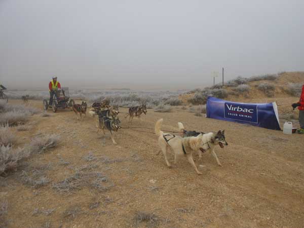 Terminó XXII Travesía de Los Monegros con Perros de Tiro. La etapa nocturna y una fría etapa matinal ponen fin a la travesía.