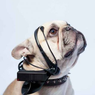 No More Woof. Así se llama el gadget quie asegura ser un traductor de pensamientos caninos mediante el análisis de electroencefalogramas (c/vídeo).