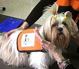 Completísimo Curso de Terapia Asistida con Animales y perros de terapia con Xanan Animals.