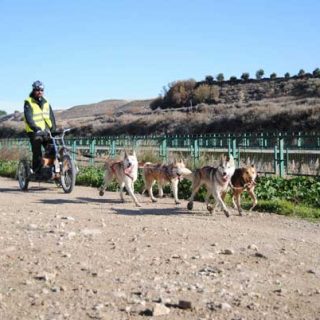 XXII Travesía de Los Monegros con Perros de Tiro, se celebrará en la localidad oscense de Alcubierre entre el 6 y el 8 de diciembre.