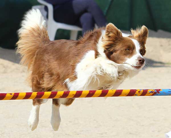 Agility en Zaragoza, Cantabria y Pontevedra