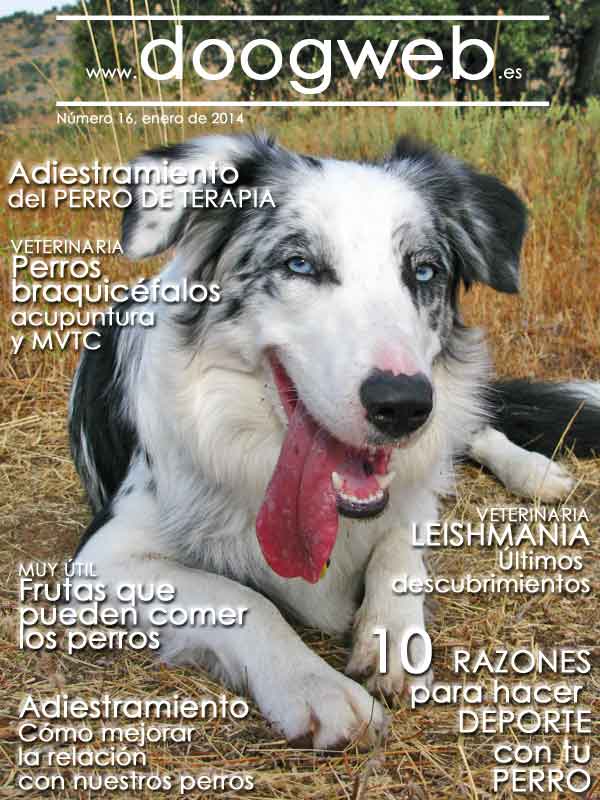 Revista gratis doogweb nº 16, enero 2014