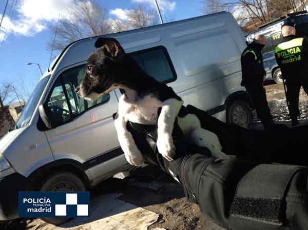 Policía Municipal recupera 11 galgos en la Cañada Real