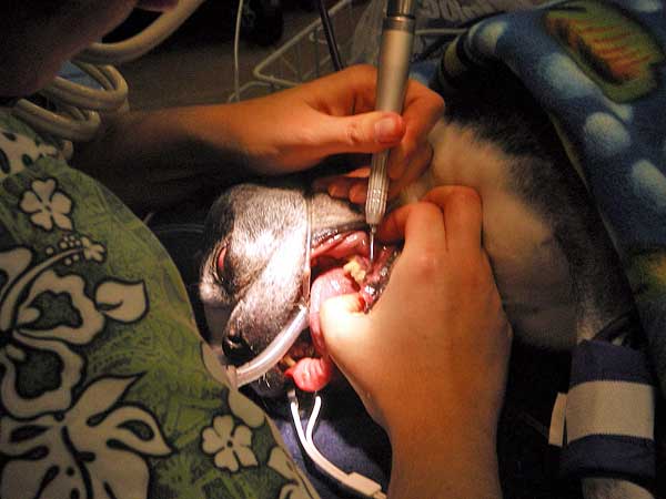 Limpieza dental para perros.