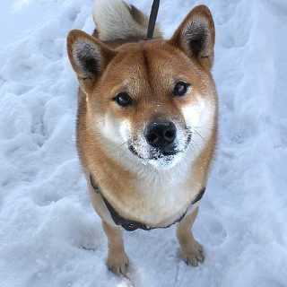 ¿Hablamos de aprendizaje animal?, por Jesús Rosales-Ruíz.