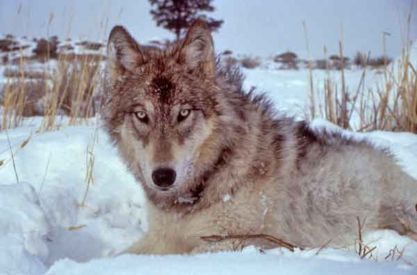 #Perro alfa, líder de la manada y la "dominancia"... ¿Cómo se comportan los lobos en las manadas? ¿No son los perros igual que los lobos?