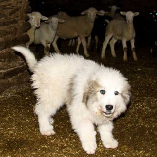 Agricultura entrega dos nuevos perros que protegen los rebaños en el Parque Natural del Alto Pirineo