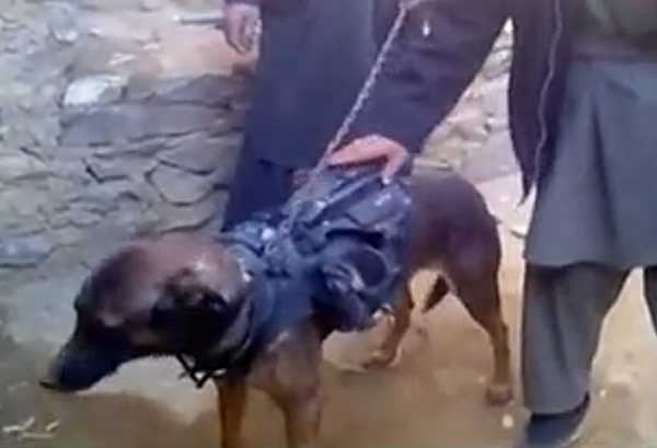 Es el primer caso de #perro prisionero de guerra, "Colonel" ha sido capturado en Afganistán.