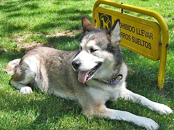 En Granada todos los #perros de más de 20 kilos deberán llevar bozal. Ordenanzas de animales de compañía ¿existe una buena? ¿cómo sería?