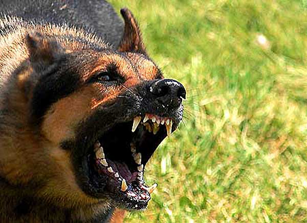 Adiestramiento con confrontación... perros con problemas de agresividad (el perro que mordió César Millán -vídeo-).