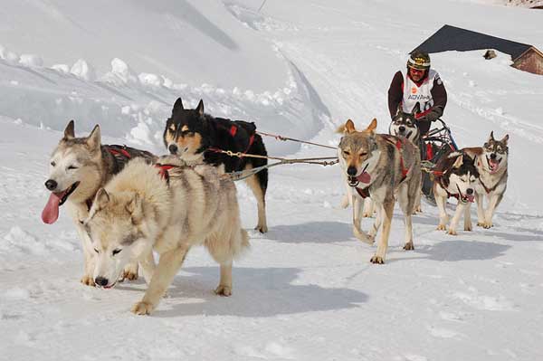 Sol, niebla y nieve en la primera jornada del Campeonato de España de Mushing Nieve.