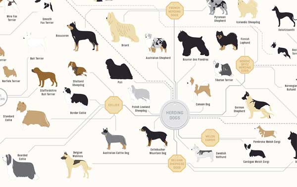 ¿Cómo están relacionada las razas de perros?