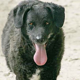 Volga es una perra que fue abandonada con dos años. La protectora El Refugio la rescató y once años después, ha sido adoptada por una familia.