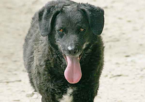 Volga es una perra que fue abandonada con dos años. La protectora El Refugio la rescató y once años después, ha sido adoptada por una familia.
