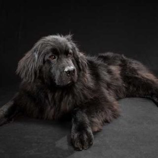 Black dogs project... O cómo luchar con el "síndrome del perro negro" (c/vídeo).