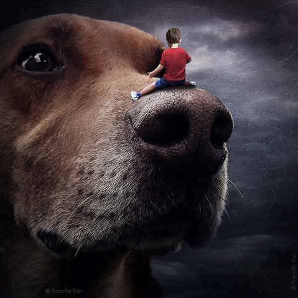 "Ayuda a los perros con las imágenes" es un proyecto para promover la adopción de #perros de PhotoAllegory of Sarolta Bán.