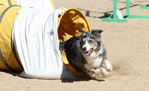 Agility del próximo fin de semana, con: Club de Agility La Selva, Club de Agility L´Almozara, Club de Agility Cubas, Club de Agility Torrevieja y Club de Agility Tercans.