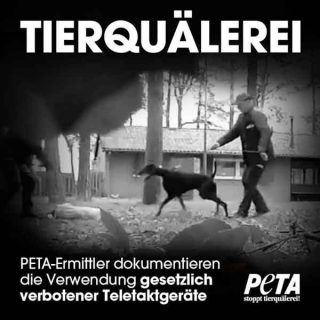 PETA denuncia a centros caninos alemanes por utilizar collares eléctricos y métodos abusivos de entrenamiento.