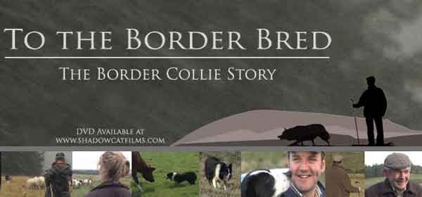 La Historia del Border Collie (documental). Del border collie de trabajo, claro.