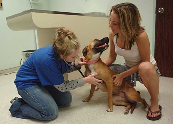 Las 10 causas principales de visita al veterinario (#perros y #gatos).