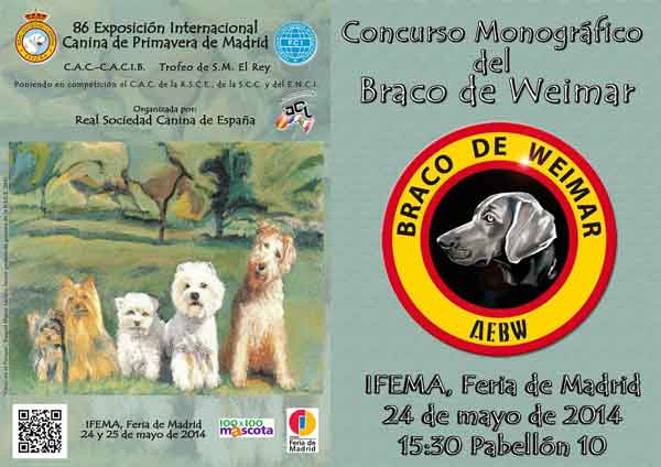 Monográfico de Braco de Weimar en 100 X 100 Mascota.