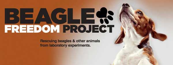@BeagleFreedom. Beagles de laboratorio son rescatados y ven la luz por primera vez... (vídeo).