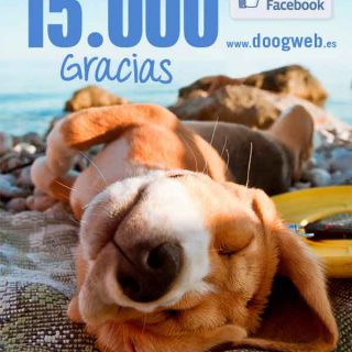 Doogweb y sus cifras (ya somos 15.000, ¡gracias!)