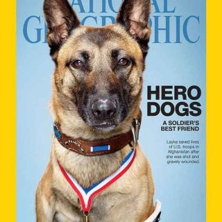 @NatGeo. National Geographic rinde homenaje a los #perros militares en su edición de junio (EE.UU.).
