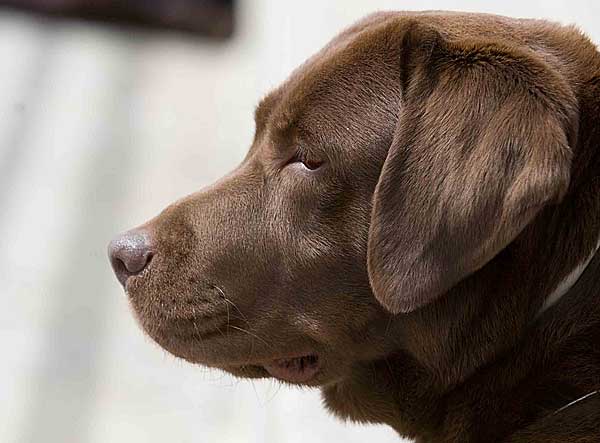 Experimentos con un spray de oxitocina ha demostrado cambios en el comportamiento de los perros...