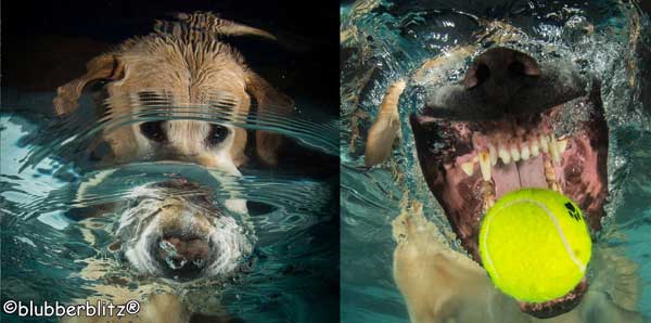 Perros bajo el agua de Blubberblitz Fotos unter waser