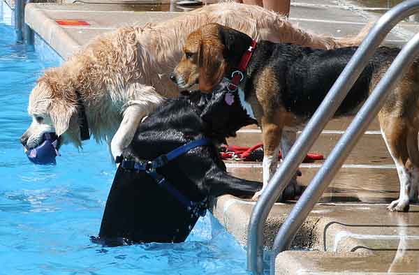 Rampas para perros en piscinas - www.doogweb.es