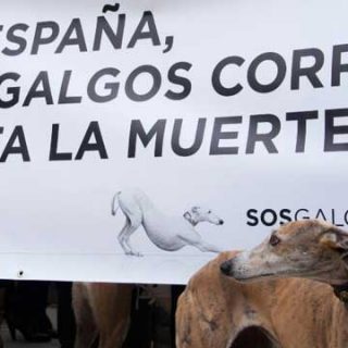 @SOSGalgos. El próximo 8 de junio SOS Galgos convoca en Barcelona una marcha para protestar ante la crueldad de la que son víctimas los galgos una vez acabada la temporada de caza. La manifestación tendrá eco en Estrasburgo y posteriormente se hará entrega de una carta de denuncia en el Ministerio de Agricultura.