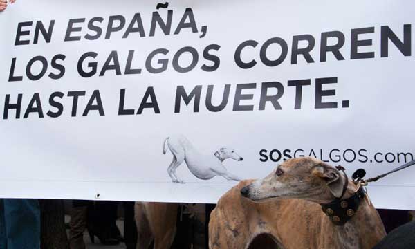 @SOSGalgos. El próximo 8 de junio SOS Galgos convoca en Barcelona una marcha para protestar ante la crueldad de la que son víctimas los galgos una vez acabada la temporada de caza. La manifestación tendrá eco en Estrasburgo y posteriormente se hará entrega de una carta de denuncia en el Ministerio de Agricultura.
