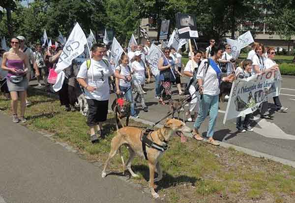 SosGalgos1 SOS Galgos se manifiesta por el respeto a los galgos en España