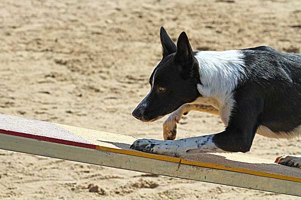 Agility del próximo fin de semana, con: Club de Agility Indog María de Huerva, Club de Agility Teocan y Club de Agility Vallgorguina.