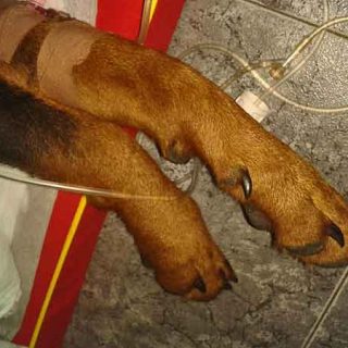 PACMA denuncia el terrible caso de ‘Atila’, un perro tiroteado y golpeado en Júzcar (Málaga).