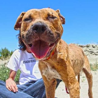 El Refugio rescata a un perro abandonado en el Día Internacional del perro callejero