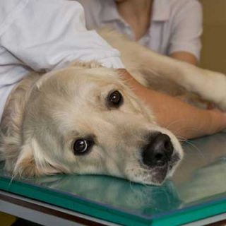 #Veterinaria. Se desarrolla un tratamiento de Inmunoterapia contra el cáncer en #perros. Científicos han desarrollado, por primera vez, los anticuerpos para tratar el cáncer en perros.