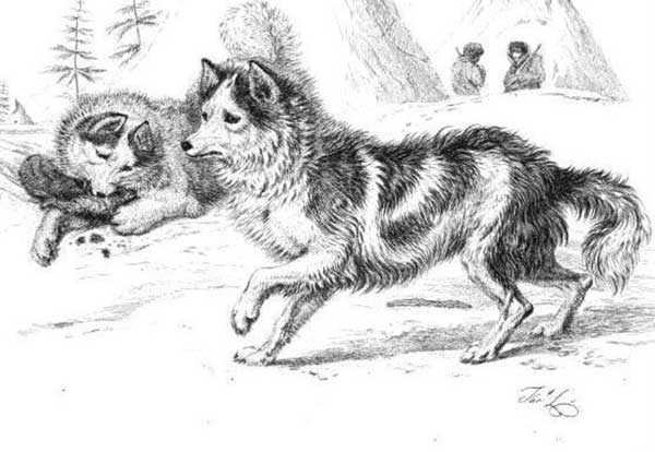 El quiste hidatídico da algunas claves sobre los #perros como compañeros del hombre en el Neolítico.