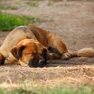 "Los perros nunca mueren, viven en el corazón de los humanos". Un relato emotivo en el que seguro te ves identificd@.