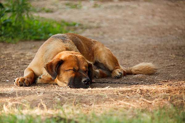 "Los perros nunca mueren, viven en el corazón de los humanos". Un relato emotivo en el que seguro te ves identificd@.