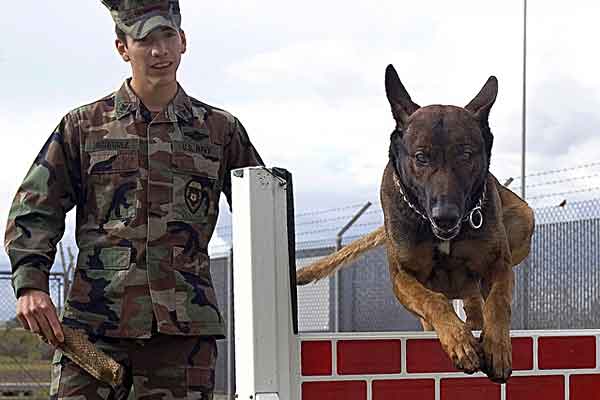 "Si mientras está trabajando el perro comete un error o muestra negligencia nunca se le castiga, sino que simplemente se le enseña otra vez a hacerlo..." (Sigue).