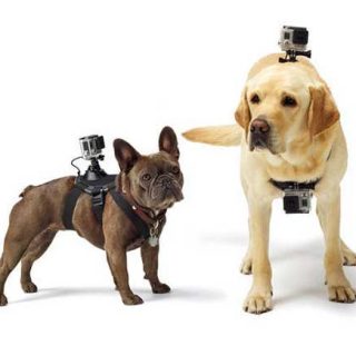 El arnés Fetch permite "acoplar" una cámara Go Pro a casi cualquier perro.