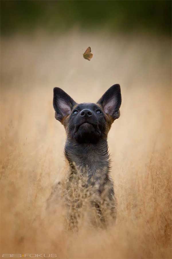 Soberbios retratos de perros... Y también Naturaleza, con el fotógrafo alemán As Fokus.