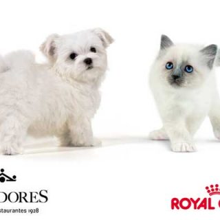 12 Paradores ya admiten perros y gatos. Royal Canin y Paradores dan la bienvenida a las mascotas.
