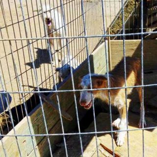 52 perros de caza incautados por la Guardia Civil en Villa del Prado, una veintena de perros tuvieron que ser trasladados de urgencia para su hospitalización.
