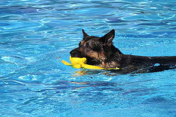 Piscina para perros en Daganzo (Madrid). ¡Al agua patas! Evento acuático para perros y personas...
