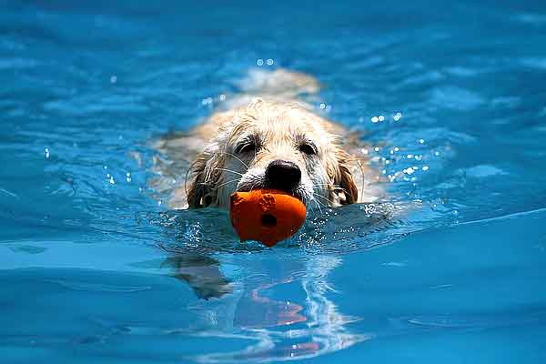 Salpicán, la piscina cien por cien para #perros, volverá a El Casar en septiembre.